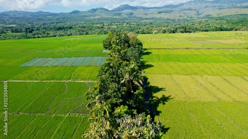 Drone forward flight over lush green and golden rice fields divided by a row of tropical trees with scenic mountains in Flores, Indonesia.
