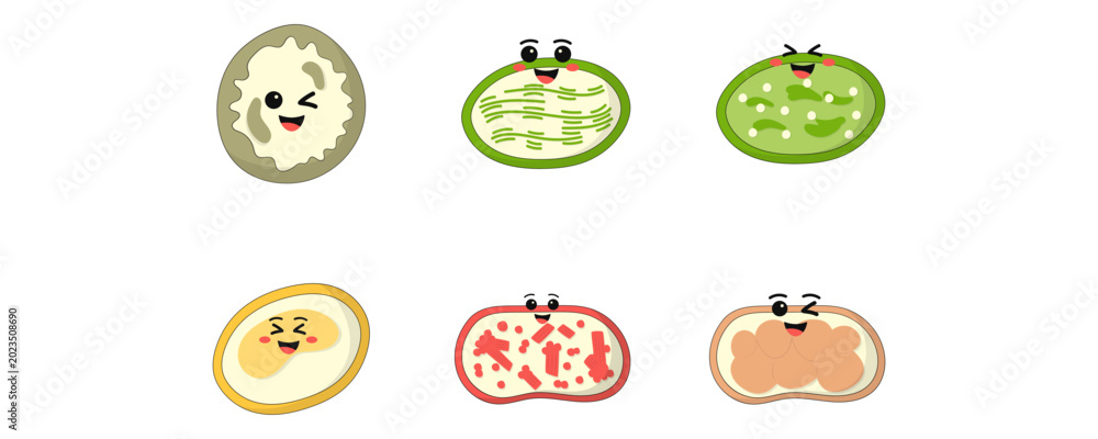 Fototapeta premium Cute Plastids Illustration Set, Chloroplast Chromoplast Leucoplast Amiloplast Biology Vector