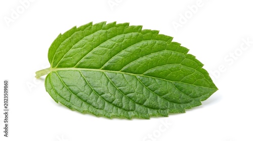 Fresh green leaf with serrated edges and visible veins on white background