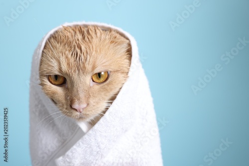 Obraz na plátne Wet cat wrapped in towel on light blue background, closeup