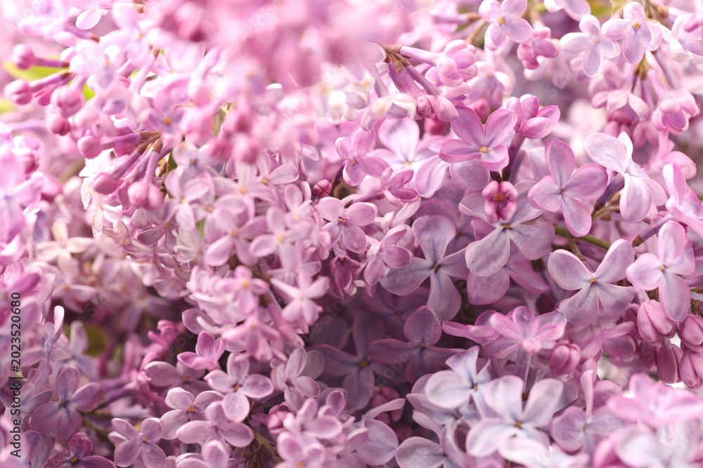 Obraz premium Many fresh lilac flowers as background, closeup