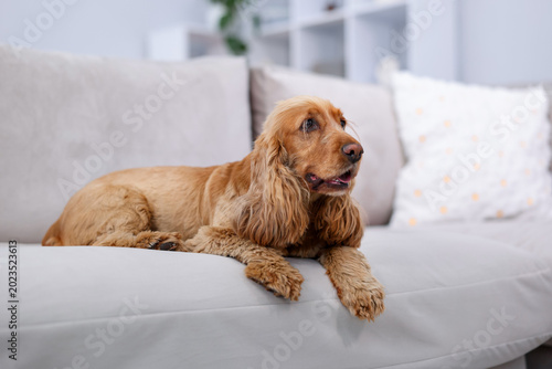 Obraz na plátne English Cocker Spaniel dog resting on sofa at home, space for text