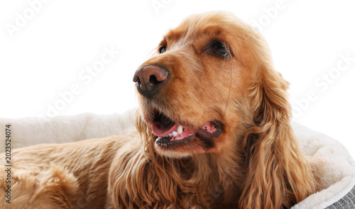 Konstfotografi English Cocker Spaniel dog in pet bed on white background