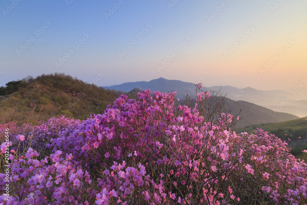 Fototapeta premium 진달래,혈구산,강화군,인천
