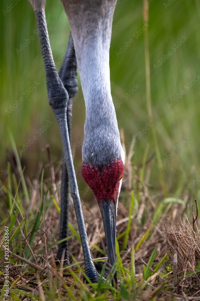 Fototapeta premium Close up view of sandhill crane head