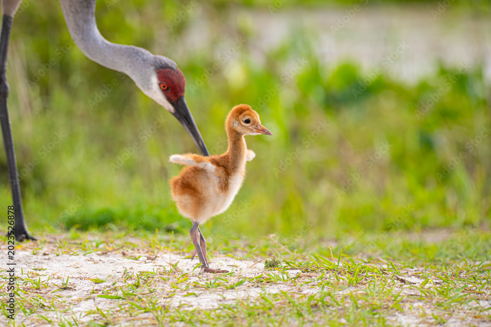 Fototapeta premium Sandhill crane colt in Orlando wetland park