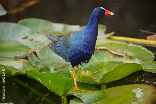 Purple gallinule wet feathers and water lilly