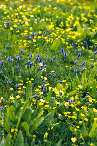 An aerial photograph of purple Hyacinths and yellow wildflowers on a foggy day in the forest of the Bhrigu Lake trekking route, India. The green meadows are surrounded by rain during that season.