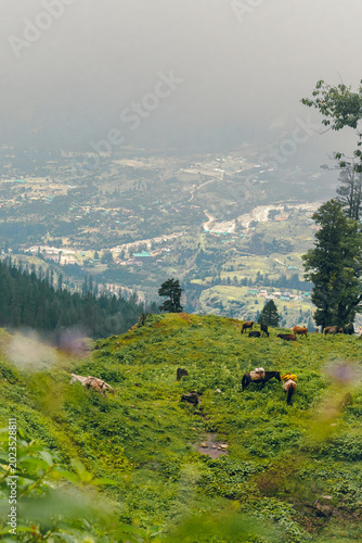 Many horses are grazing on the green grass on the Bhrigu Lake trekking trail, Manali, India. Many flowers and Oak trees in the meadow with morning mist. 