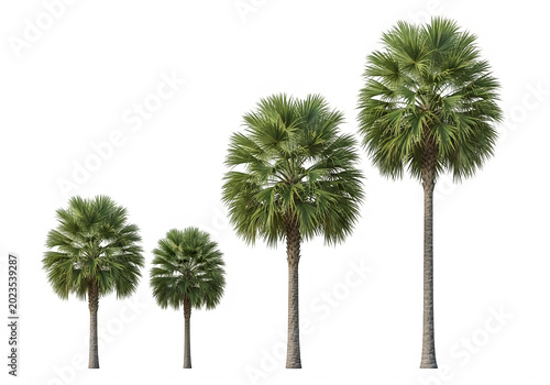Four sabal palmetto trees of varying heights in a row isolated on a transparent background