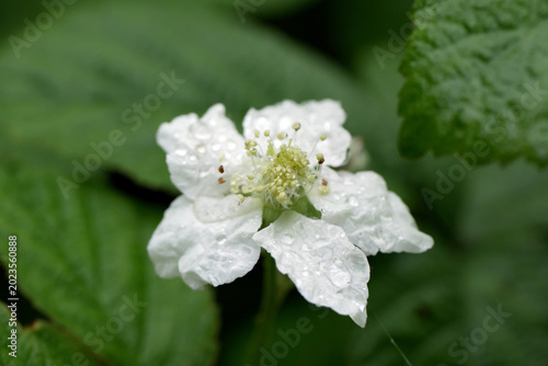 Foto Rubus caesius Dewberry flower petals detail close-up