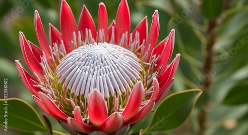 Vibrant King Protea Flower in Bloom.