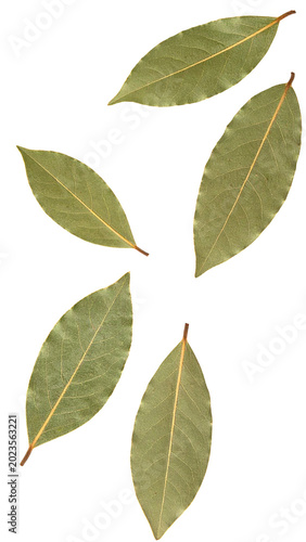 Dried bay leaves spice for culinary cooking on transparent background