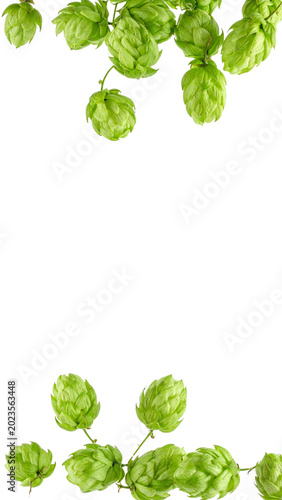 Fresh green hops on vine transparent background
