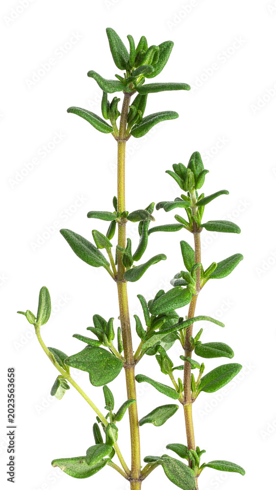 Fototapeta premium Fresh thyme sprigs providing aromatic herb seasoning