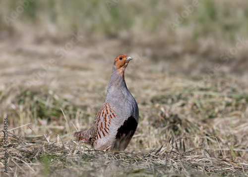 Photography A male Grey Partridge (Perdix perdix) standing on a mown field in a challenging pose