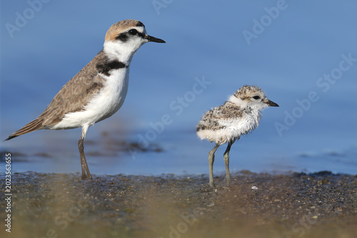 Foto Close-up of a male Kentish Plover (Charadrius alexandrinus) with its fledgling on a sandy shore