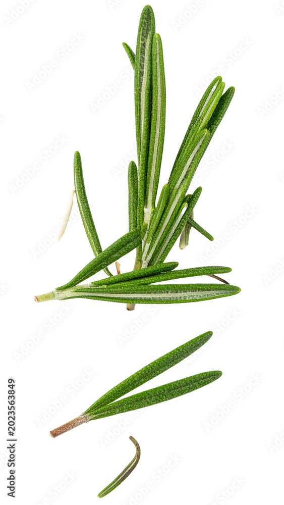 Fototapeta premium Fresh rosemary sprigs floating with transparent background