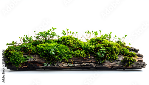 Moss Covered Log with Lush Greenery on White Background.