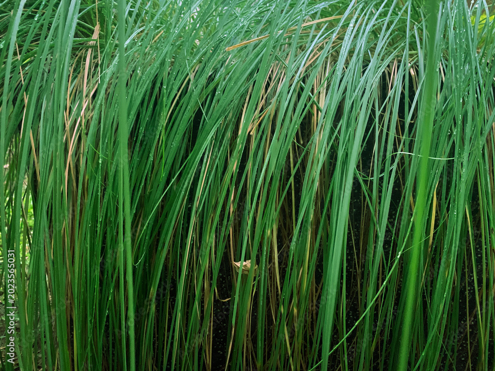 Obraz premium Lush long green grass texture background with water drops