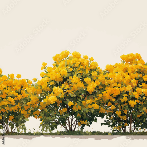 Vibrant Bright Yellow Flowering Bushes Are Isolated for Nature Illustrations