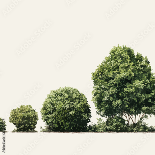 Lush green plants with delicate fronds grow naturally in a serene environment setting outdoors.