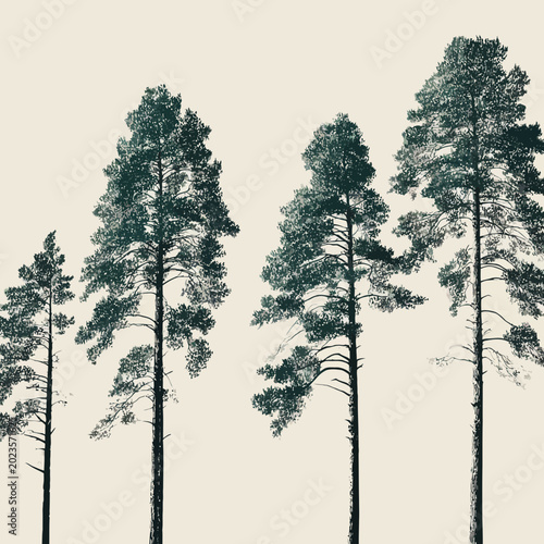 Three different sizes green trees isolated for design projects