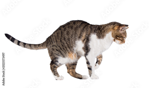 Fotografie Side view full length portrait of a domestic cat curious walking and looking dow