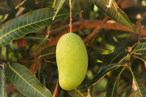 Green Mango Hanging on a Tree Branch. Unripe Green Mango Fruit on the Tree. Raw Mango Growing Amidst Green Leaves. Pure Green The Beauty of Raw Mangoes. Unripe Mango Fruit. Tropical Mango Tree.