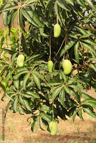 Raw Green Mangoes Hanging on Tree Branch. Unripe Mango Fruits Growing on a Tree. Concept of Agricultural Growth and Farming. Green Mangoes on Tree.