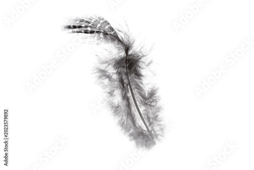 Obraz na plátně Black bird feather flying gently, symbolizing softness and lightness on a transp