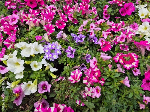 pink flowers in the gardenPetunie, Zauberglöckchen (Calibrachoa), Eisenkraut (Verbene), Nelke, Bidens, Dahlie, Dipladenia, Geranie, Margerite, Hängepetunie, 