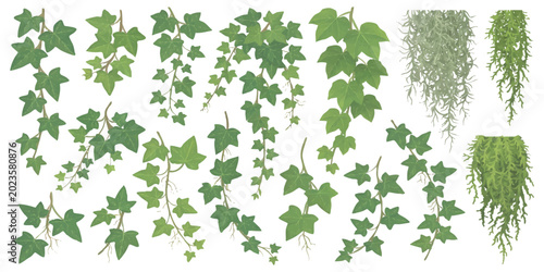 Set of green ivy vines and hanging plant leaves for garden decoration and botanical nature design elements