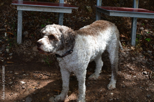 Portrait eines Lagotto Romagnolo Hundes 