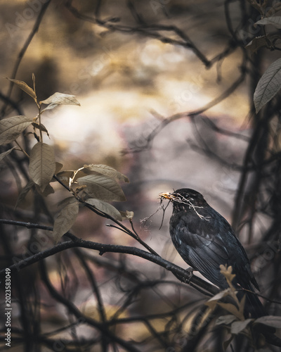 Blackbird perched on a branch carrying nesting material in its beak. Moody woodland atmosphere with soft background bokeh and dramatic natural light.