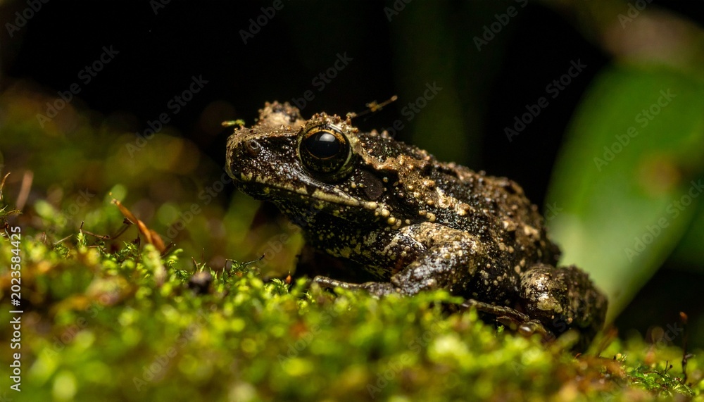Fototapeta premium Close-up macro portrait of a Vietnamese mossy frog on green moss