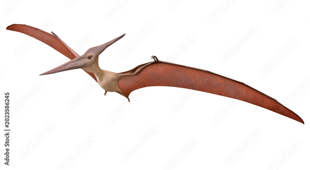 Fototapeta premium A flying pterodactyl on transparent background