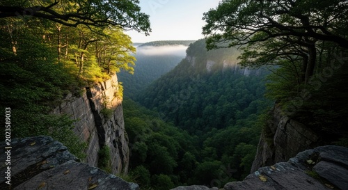 Sunrise illuminates a foggy forest canyon from a cliff edge.