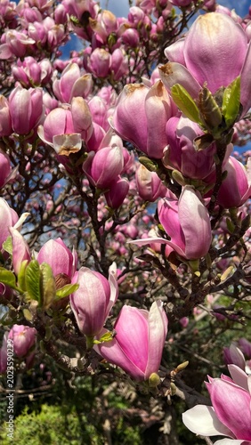 Wiosenne kwiaty Magnolia