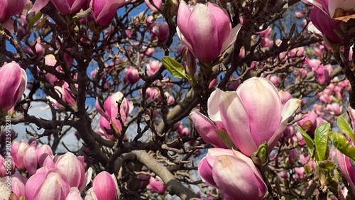Wiosenne kwiaty Magnolia