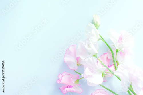 pink sweet pea flowers for background