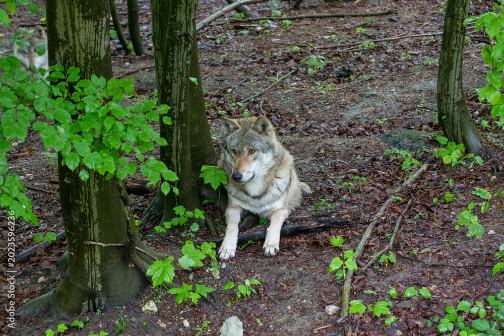 Obraz premium Wolf Lying on Ground with Innocent Expression