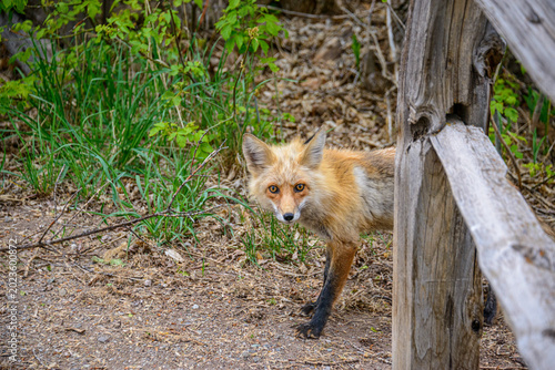 red fox vulpes