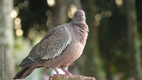 A dove, a beautiful dove in detail at sunrise in Brazil, 4k. Slow motion video.