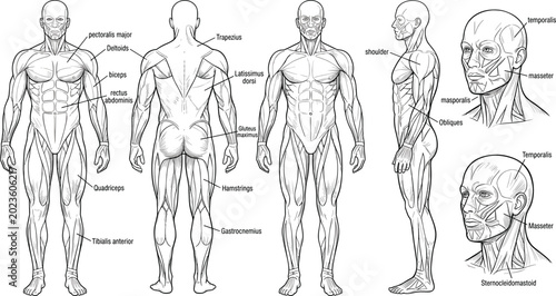 Photos Human muscular system anatomy vector illustration with labeled male body muscles