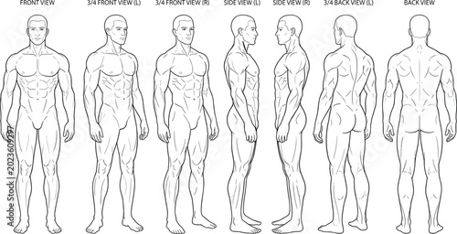 Fotografie Male muscular anatomy reference sheet with front, side and back body views vecto