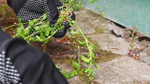 Female hands remove the grass that has grown on the tile