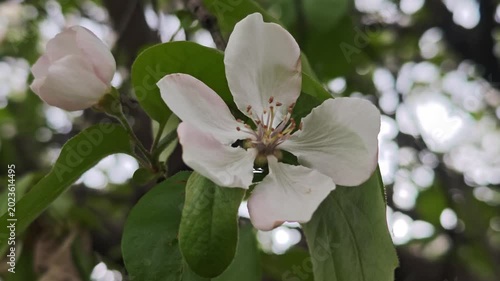 Spring blossoming of trees, apple blossoms