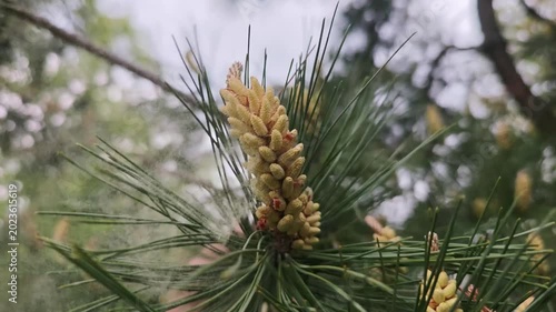 Pollen pours out of the pine buds, the allergen is in the air.