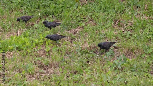Rook birds look for food in the grass in spring